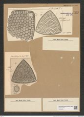 Triceratium thumii A. Schm. (de-Toni-Nr.: Genus 140, Species 3724) Zeichnungen Sammlung Grunow Nr. 7231 (NHMW-BOT-W0376224)